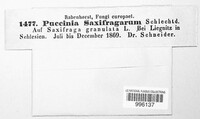 Puccinia adoxae image